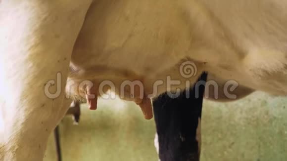 奶牛的乳房视频的预览图