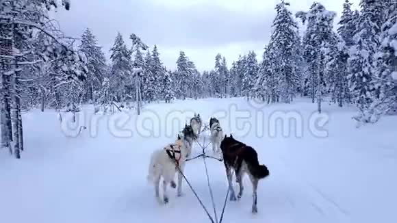 哈士奇狗在拉普兰雪橇视频的预览图
