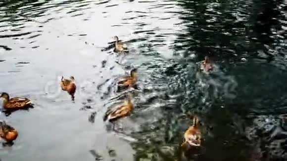 鸭子漂浮在池塘里视频的预览图