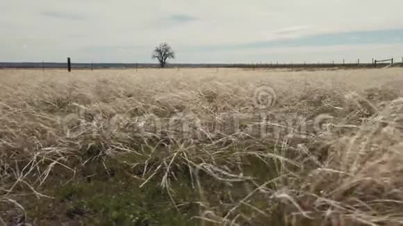 草地在乡间田野里吹视频的预览图