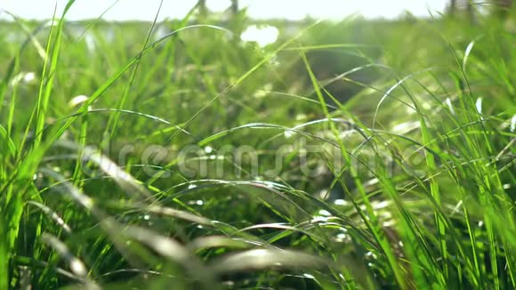 在阳光下滚动草本植物视频的预览图