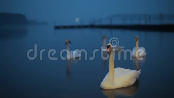 白天天鹅在水里游泳视频的预览图