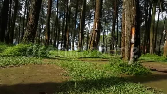 秋千设置在森林中央视频的预览图