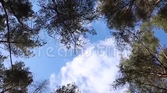 天空中有云彩在树冠上视频的预览图