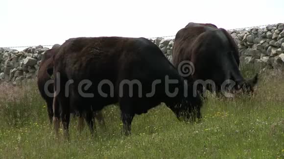 在草地上吃牛2视频的预览图