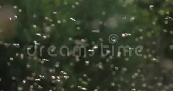 蜜蜂在蜂巢周围飞行视频的预览图