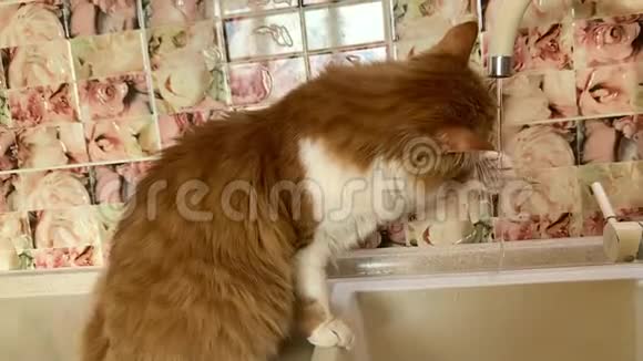 猫从水龙头里喝水视频的预览图