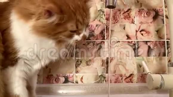 猫从水龙头里喝水视频的预览图