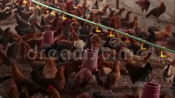 家禽养鸡场视频的预览图