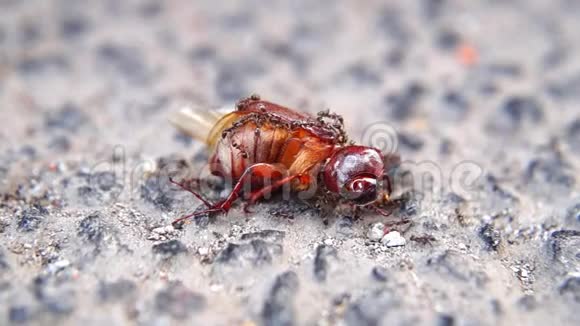 吞甲虫的蚂蚁视频的预览图
