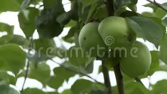 林布上的绿苹果视频的预览图