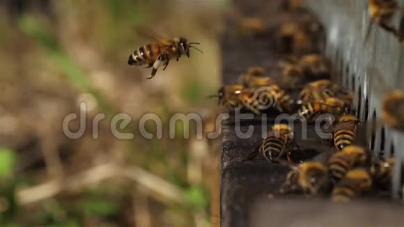 蜜蜂在蜂巢周围飞行视频的预览图