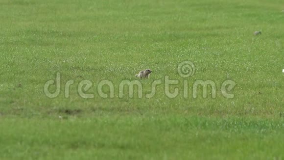 草地上的地松鼠视频的预览图