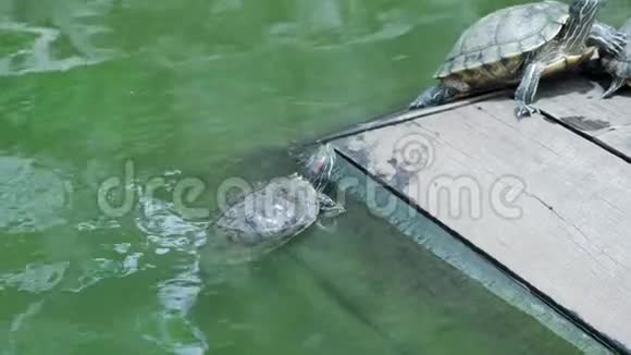 海龟在日光浴视频的预览图