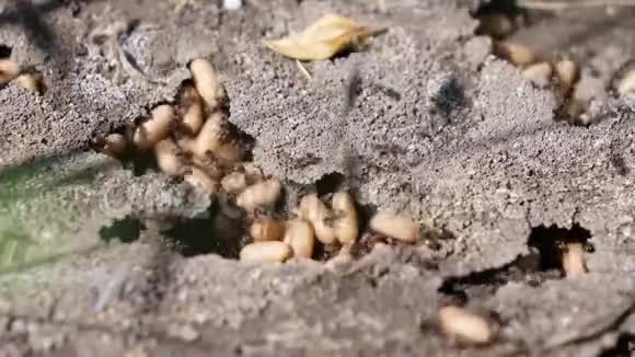 很多蚂蚁和蚂蚁卵视频的预览图