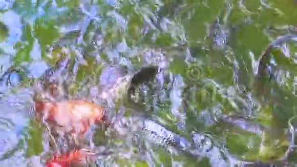 鱼在水中缓慢运动视频的预览图