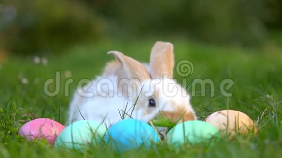 小兔子坐在复活节彩蛋附近的草地上节日的象征视频的预览图