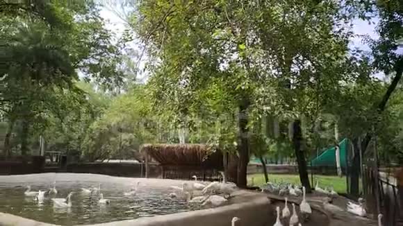 池塘里动物园里的白鸭子视频的预览图