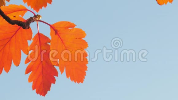 秋天的叶子和蓝天视频的预览图