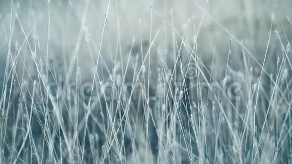 草在风中摇曳视频的预览图