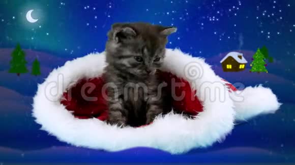 非常可爱的小猫把爪子放在圣诞老人的帽子里视频的预览图