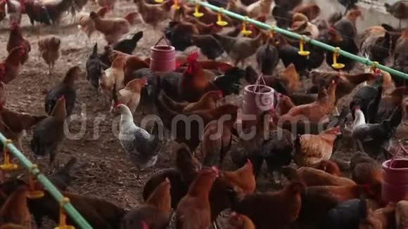 家禽养鸡场视频的预览图