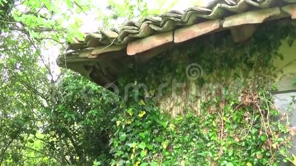 墙上和屋顶上的植物视频的预览图