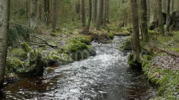森林河全景视频的预览图