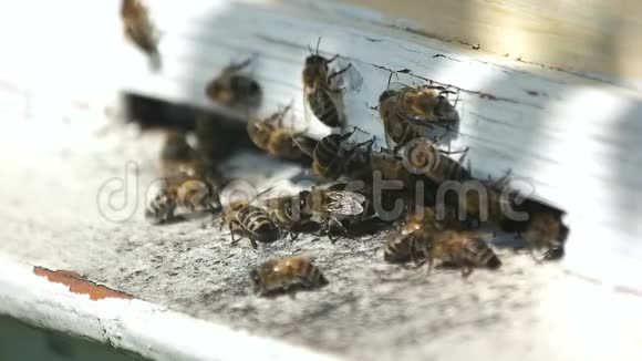 蜜蜂在蜂箱里成群结队视频的预览图