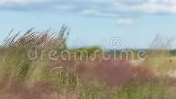 风吹拂着草的耳朵视频的预览图