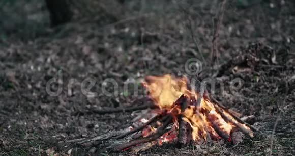 在森林里生火的人视频的预览图