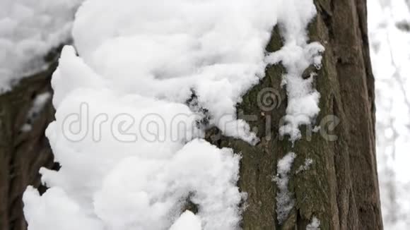 树皮覆盖着雪视频的预览图