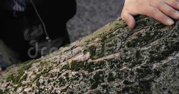 人类触摸树树皮视频的预览图