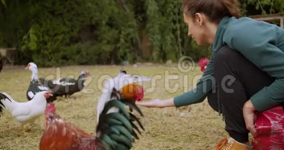 女孩用手喂公鸡视频的预览图