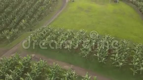 马提尼克香蕉田视频的预览图