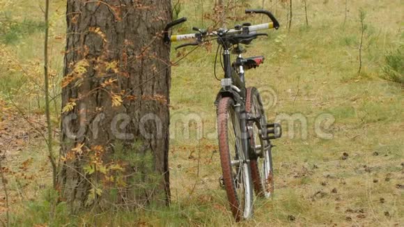 自行车靠老松树视频的预览图