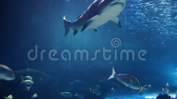 鲨鱼视频的预览图
