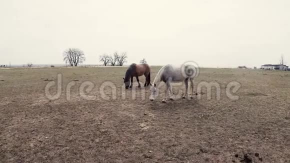 马在贫瘠的田野里放牧视频的预览图