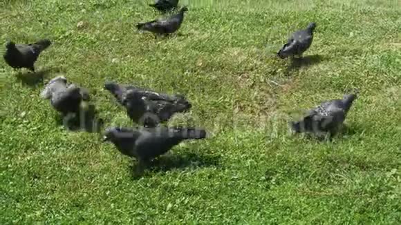 城市鸽子在草地上吃东西视频的预览图