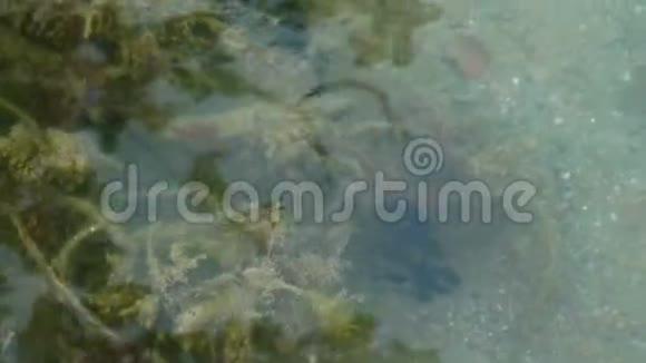 蝌蚪群游池塘视频的预览图