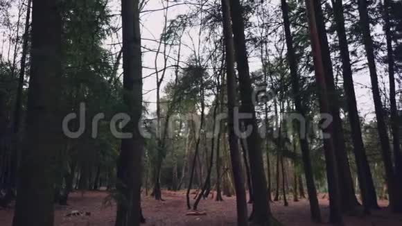 英国森林的恐慌权视频的预览图