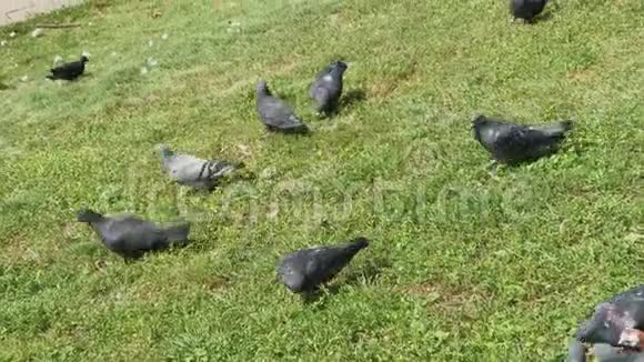 城市鸽子在草地上吃东西视频的预览图