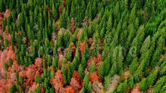 秋天的山林视频的预览图