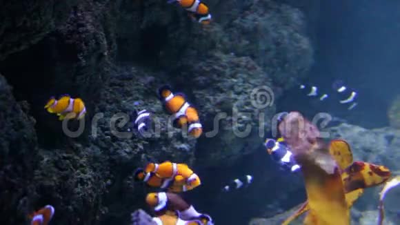 许多在水族馆水下游泳的小龙虾小龙虾或海葵是来自家族中的两栖纲亚科的鱼视频的预览图