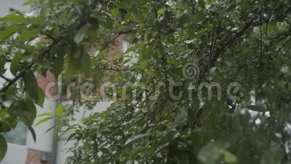 雨中一棵树的绿叶视频的预览图