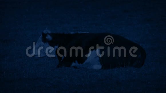 牛晚上在田里休息视频的预览图