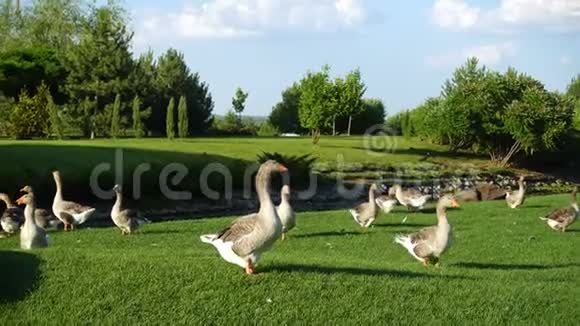 草地上的灰鹅视频的预览图