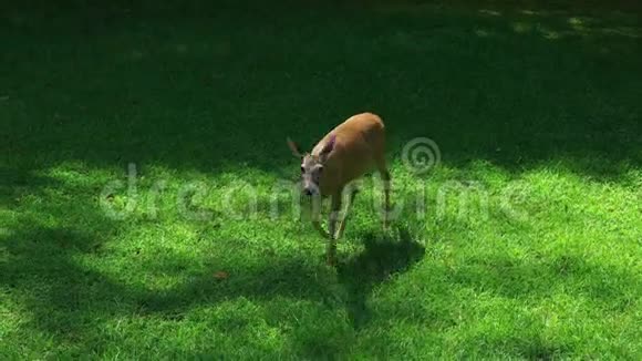 院子里一只友好的鹿视频的预览图