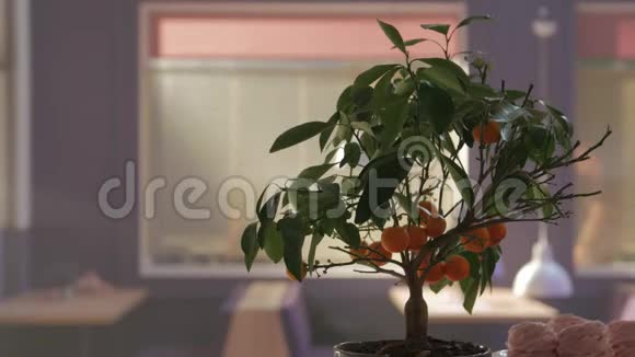 小橘子树视频的预览图