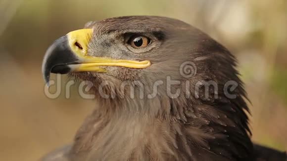 一只草原鹰的头视频的预览图